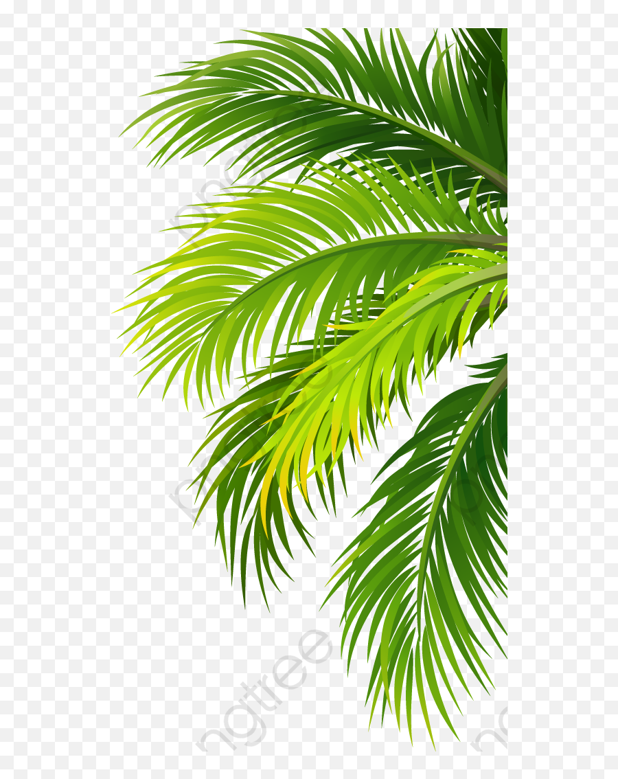 Coconut Tree Leaf Png Transparent - Folhas De Palmeiras Png,Palm Tree Leaf Png