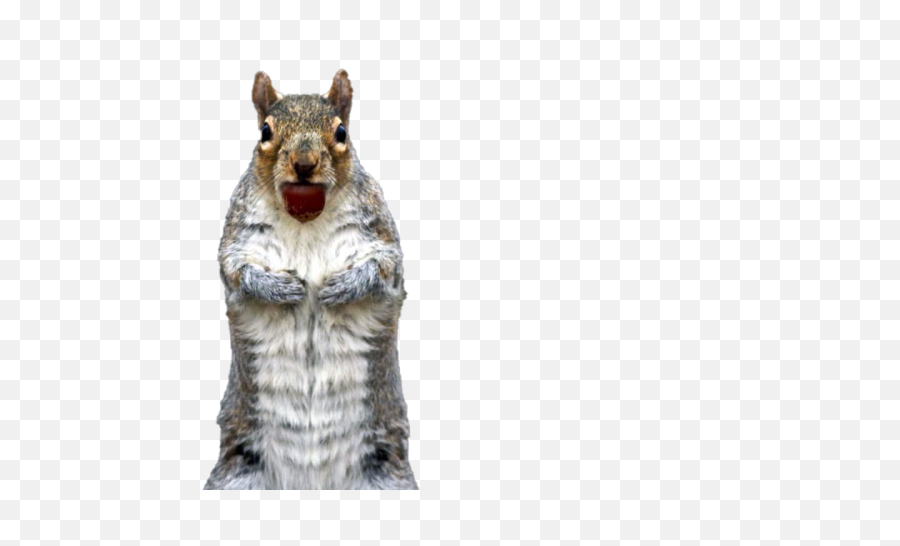 Squirrel Png Free File Download Play - Fox Squirrel,Squirrel Png