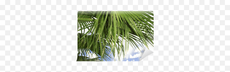 Palm Fronds Wall Mural U2022 Pixers - We Live To Change Fresh Png,Palm Fronds Png