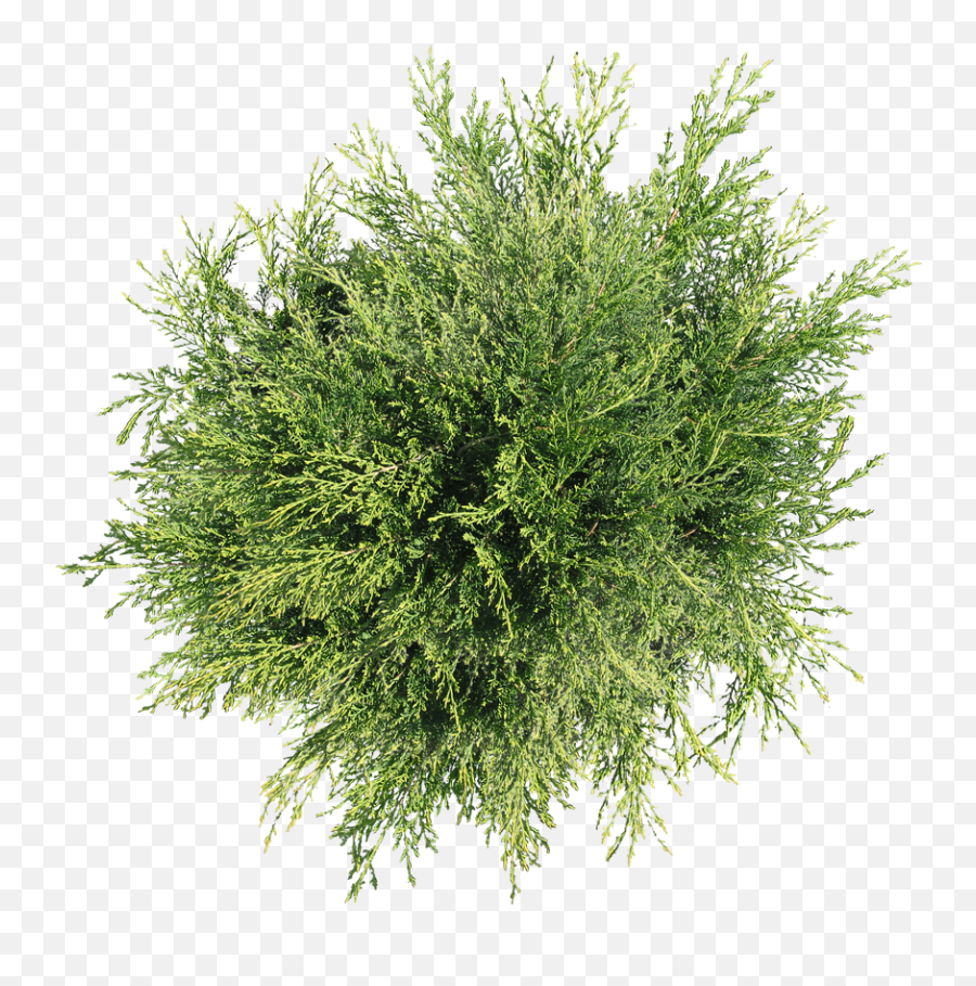 Download Plant Top Tree Shrub View Free Png Hd - Plants Top View Png,Shrub Transparent Background