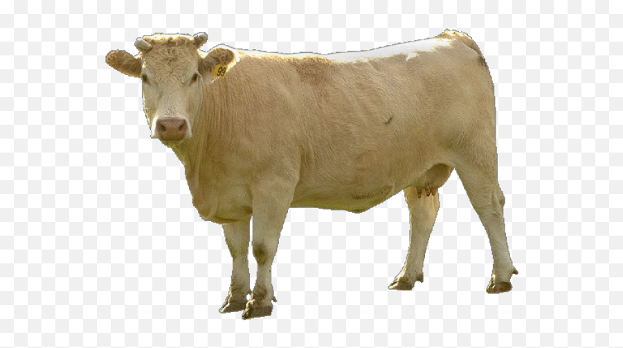 Cow Png Images Download Pictures - White Cow Png,Cattle Png