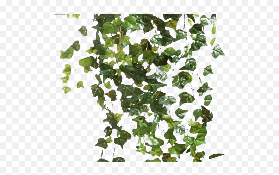 Ivy Hanging Png Transparent Image - Hanging Plants Transparent Background,Ivy Transparent