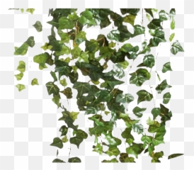 Ivy Hanging Png Transparent Image - Hanging Plants Transparent Background,Ivy Transparent