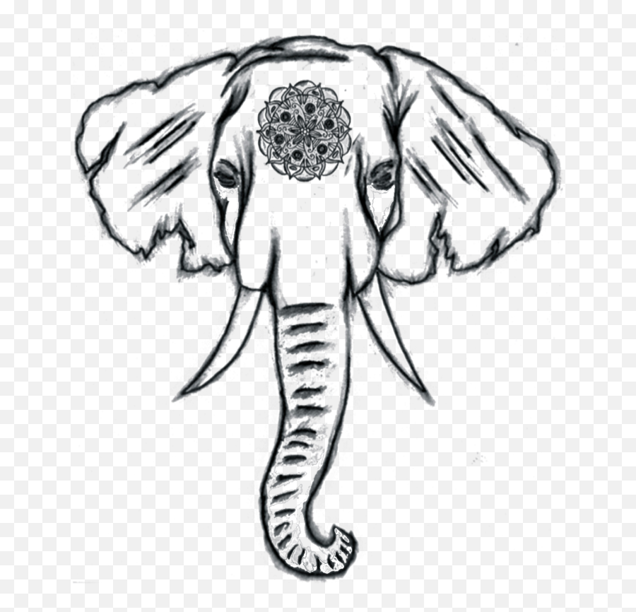 Download Drawn Elephant Head - Indian Elephant Drawing Png,Elephant Head Png