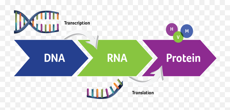Why We Love Protein Biomarkers You - Dna Rna Protein Png,Biomarker Icon