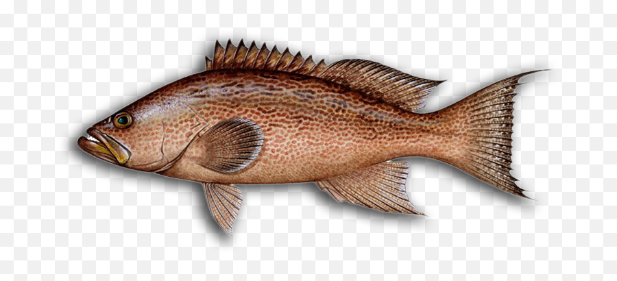 More Louisiana Fish Species Hook Dat Fishing Charters - Dog Snapper Png,Red Fish Icon