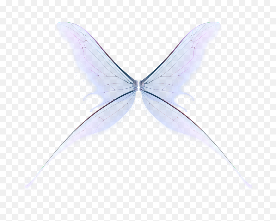 Fairy Wings Png U0026 Free Wingspng T 885356 - Png Lycaenid,Wings Transparent Background