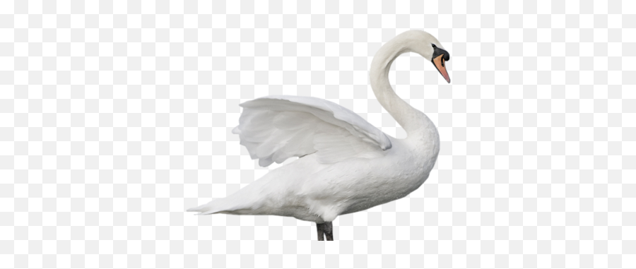 Download - Tundra Swan Png,Swan Png