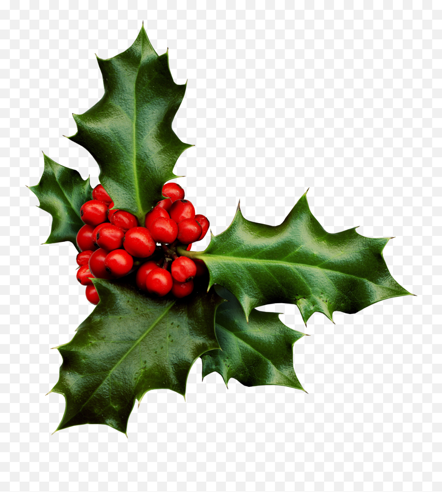 Download Holly Png Banner Black And - Sprig Of Holly,Holly Png