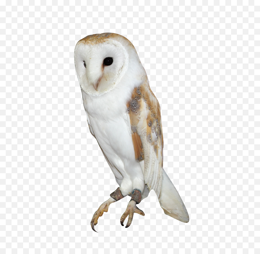 Barn Owl Png Background Image - Barn Owl Owl Png Barn Owl Png,Owl Transparent
