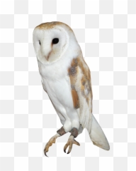 Barn Owl Png Background Image - Barn Owl Owl Png Barn Owl Png,Owl Transparent