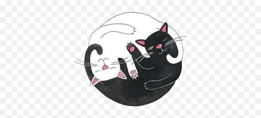 Unicornsandyeah U201ctransparent Via Tumblr - Cat Yin Yang Png,Black Cat Transparent
