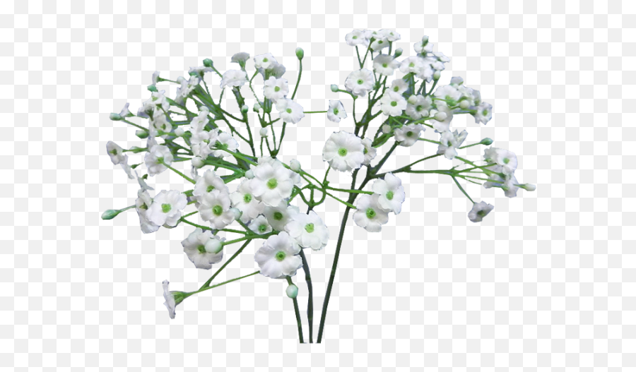 Babys Breath Png 1 Image - Breath Flower Png,Baby's Breath Png