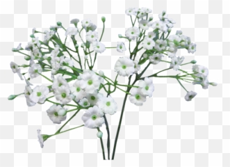 Babys Breath Png 1 Image - Breath Flower Png,Baby's Breath Png