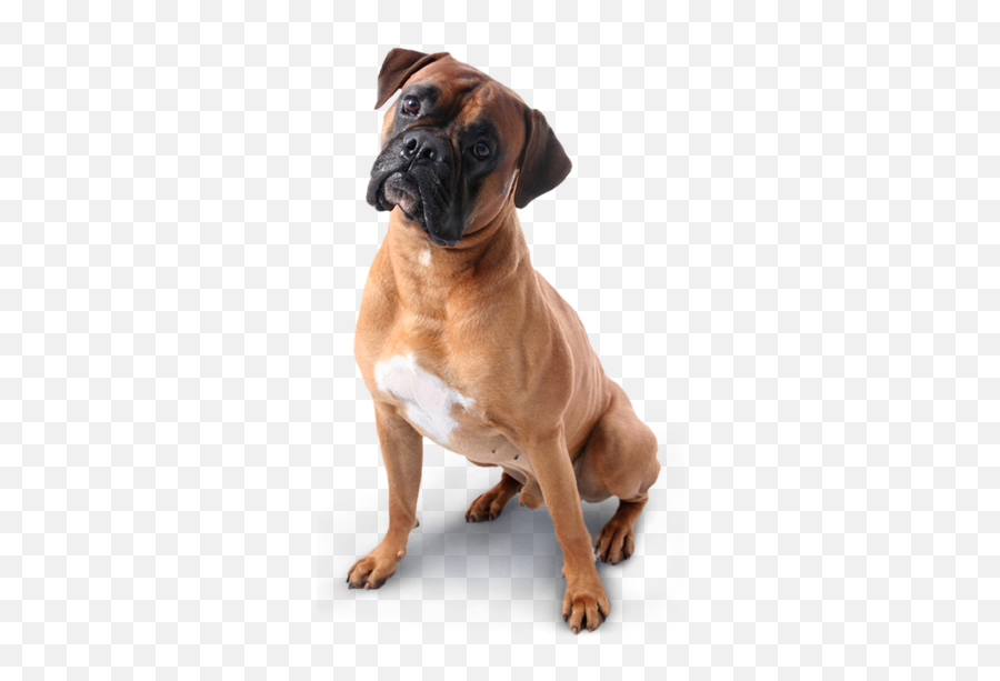 Png - Transparent Background Boxer Dog Png,Cachorro Png