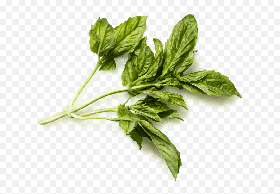 Thai And Italian Basil - Basil Vs Thai Basil Png,Basil Png