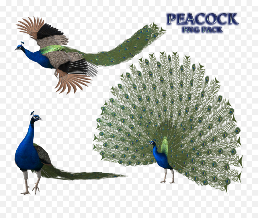 Peacock And Wings Png Transparent - Xnalara Peacock,Peacock Png