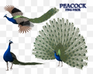 Peacock And Wings Png Transparent - Xnalara Peacock,Peacock Png