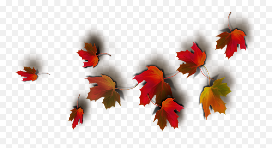Download Today Feels Like A Real Autumn Day - Transparent Real Leaves Png Fall Leaf Transparent Background,Autumn Transparent