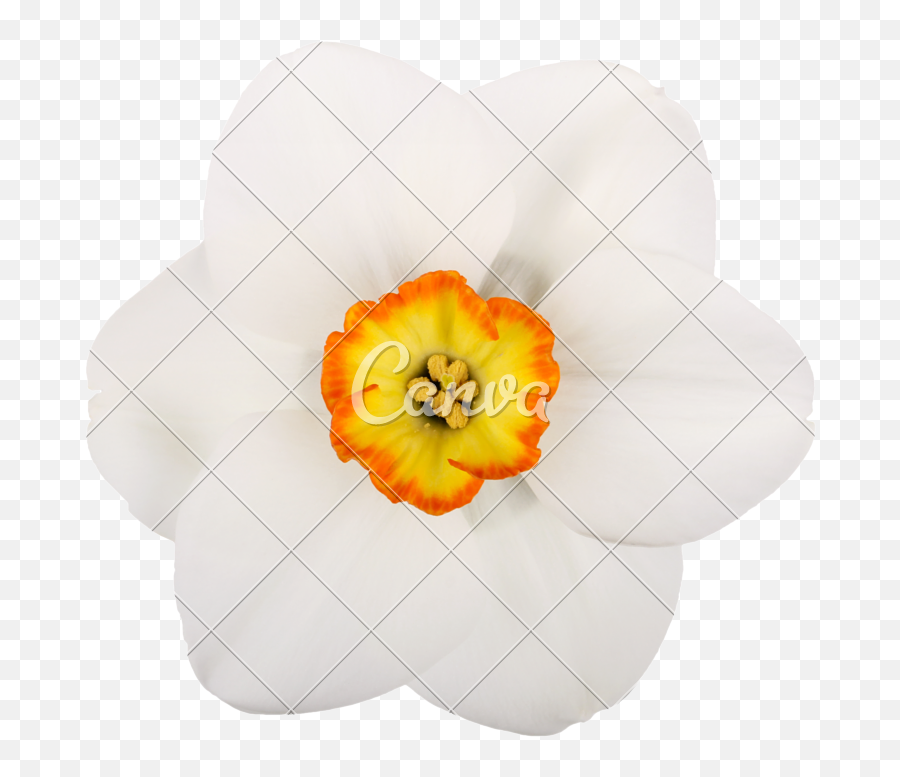Daffodil Clipart Pumpkin Flower - Small Single Flowers Artificial Flower Png,Single Flower Png