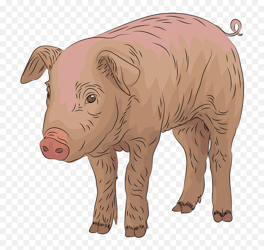 Pig Clipart - Domestic Pig Png,Pig Clipart Png