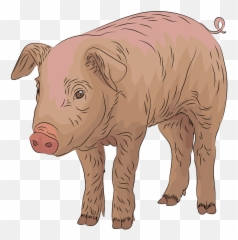 Pig Clipart - Domestic png