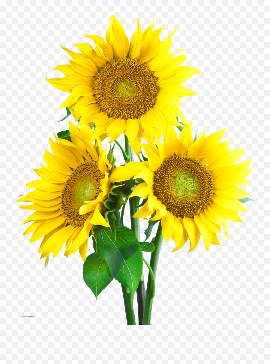 Sunflower Image With Transpa Background Png Transparent
