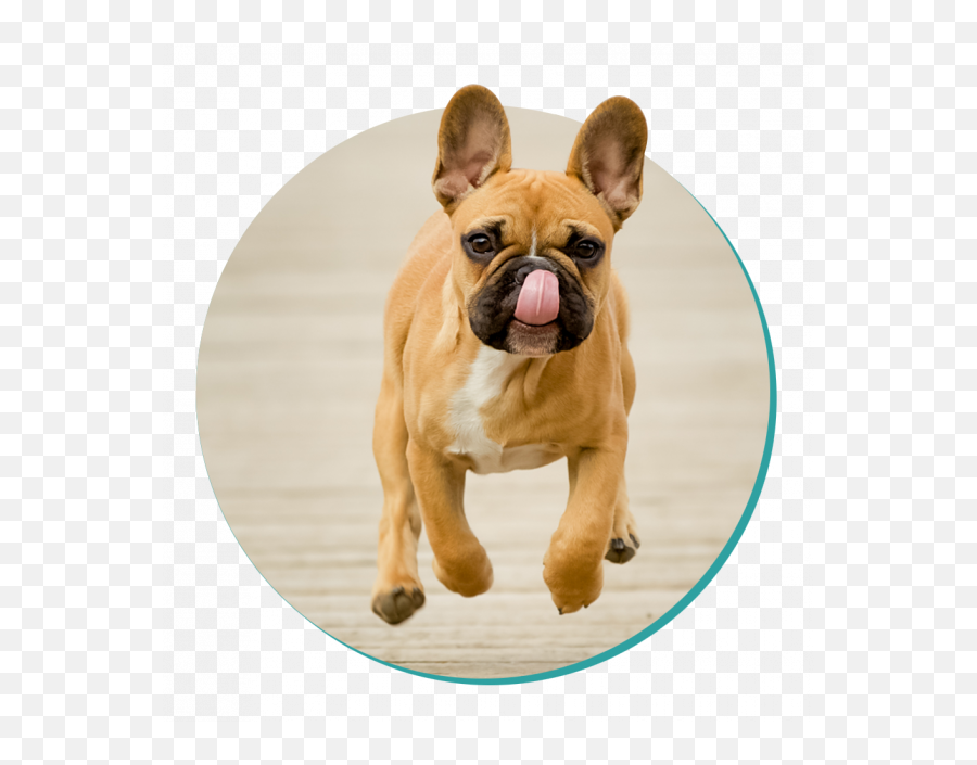 French Bulldog Png Transparent Images - French Bulldog,Bulldog Png