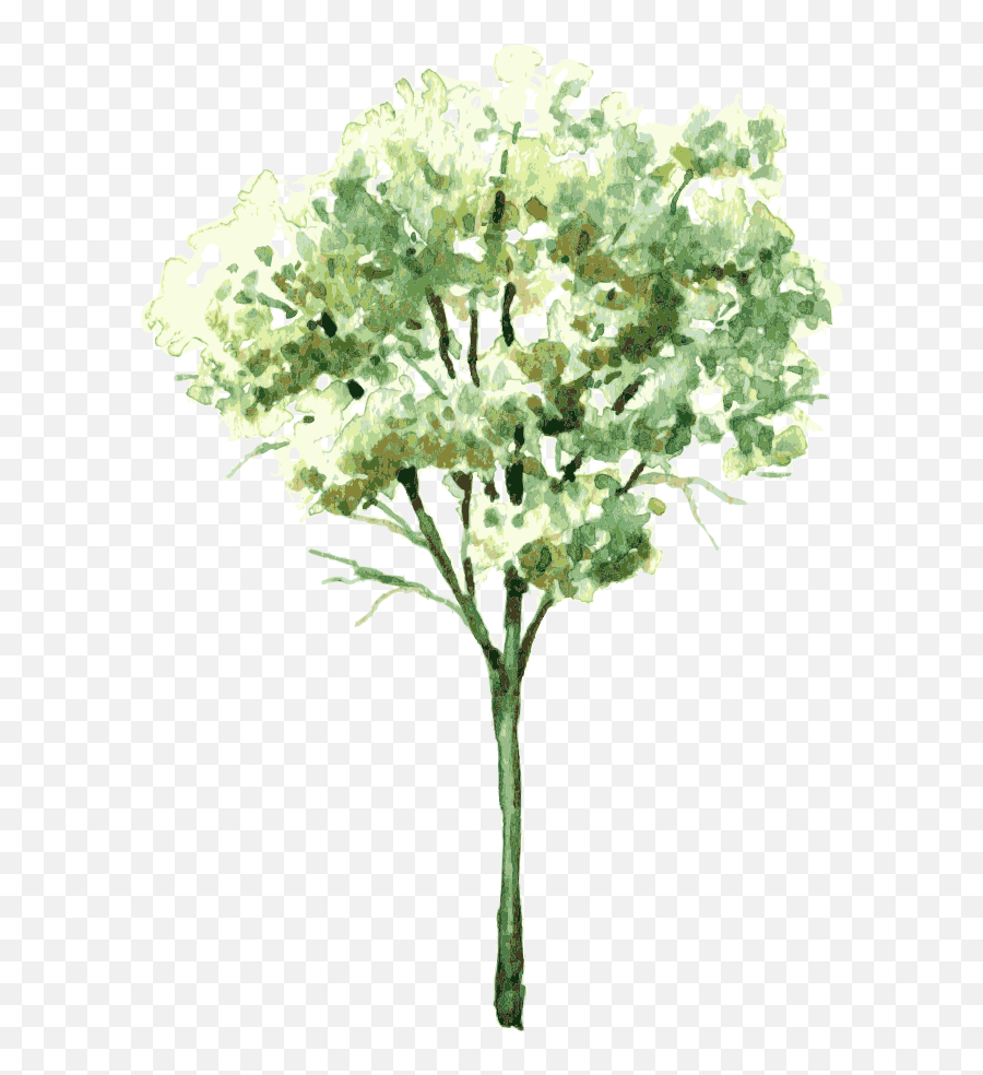Shrubs Png - Banner Transparent Watercolor Painting Tree Watercolor Vegetation,Shrubs Png