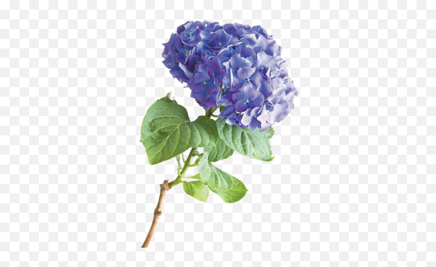Vavasseur Fleur - Caring For Your Flowers Hydrangea Png,Hydrangea Png