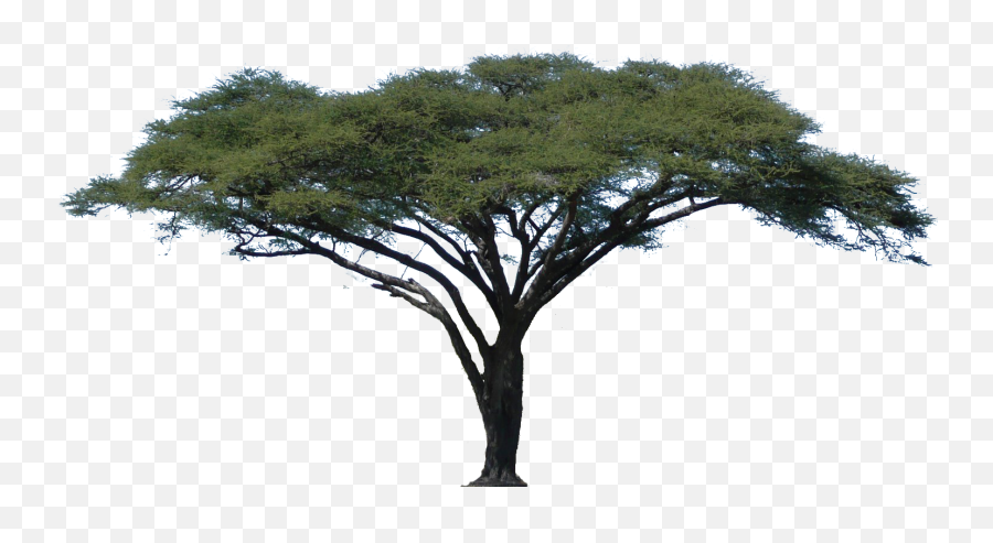 Tree Downloads Image - Acacia Tree No Background Png,Trees Background Png