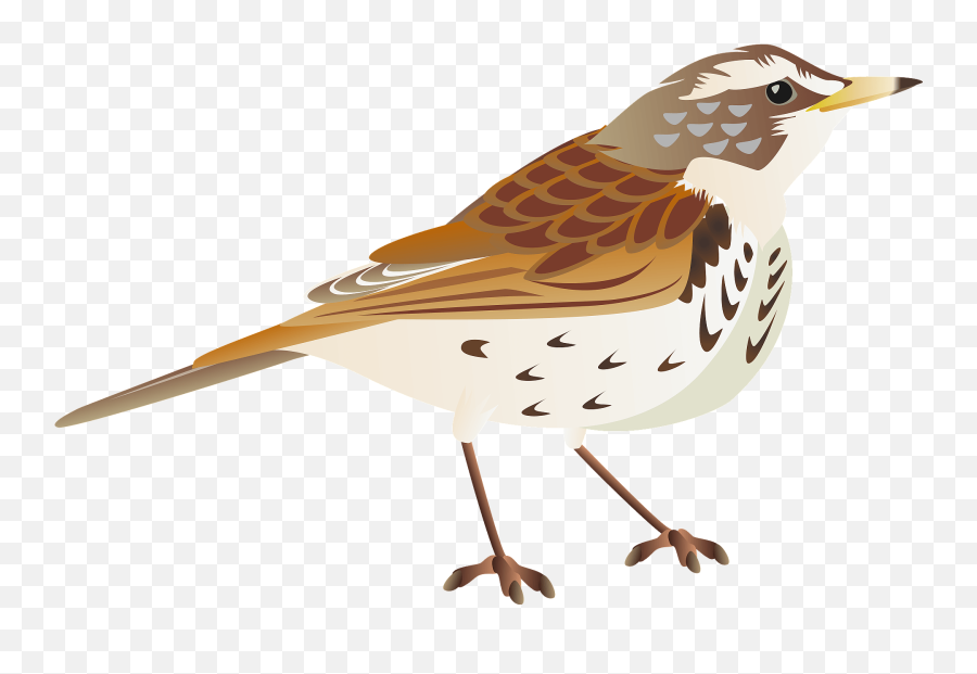 Dusky Thrush Bird Clipart Free Download Transparent Png - Brambling,Bird Transparent