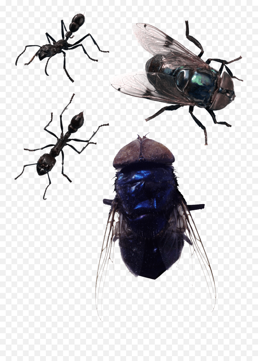 Fly Free Png Image - Ants,Fly Png