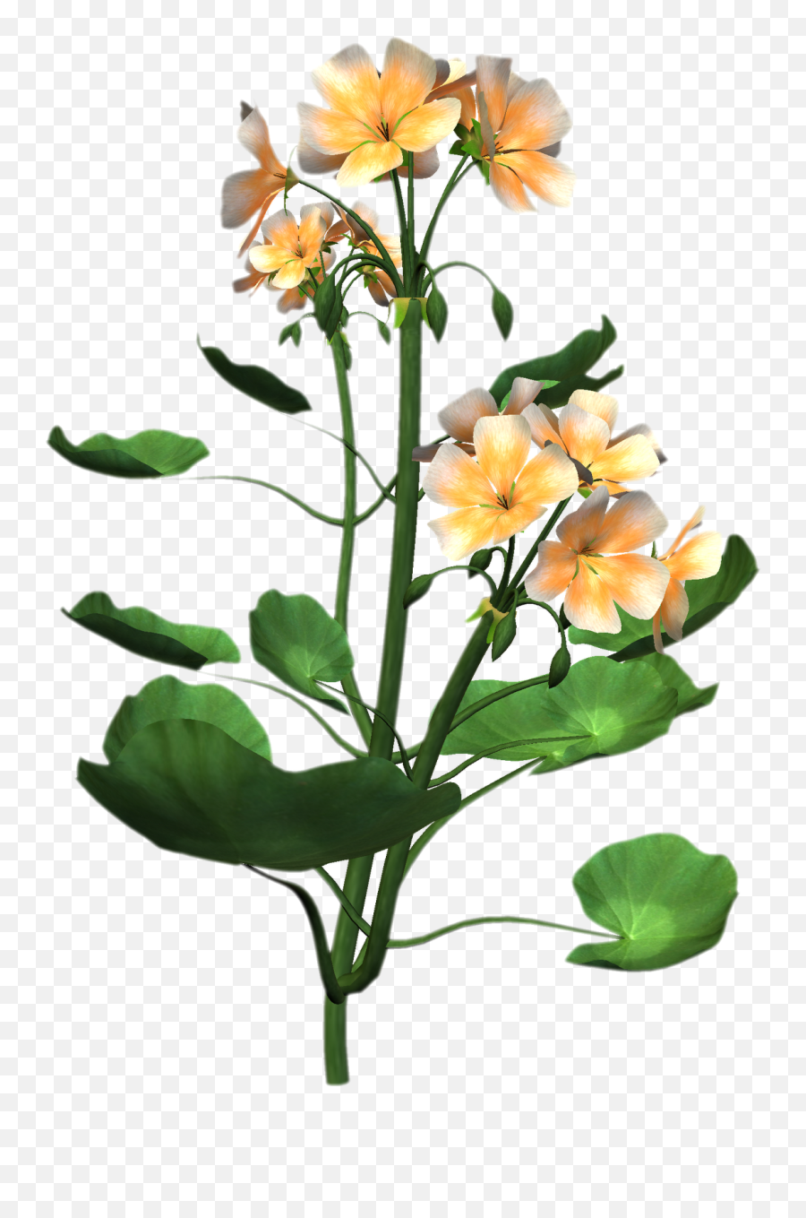Plant Anatomy - Small Flower Plant Png,Flower Plant Png