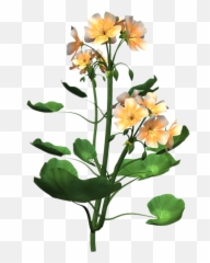 Plant Anatomy - Small Flower Plant Png