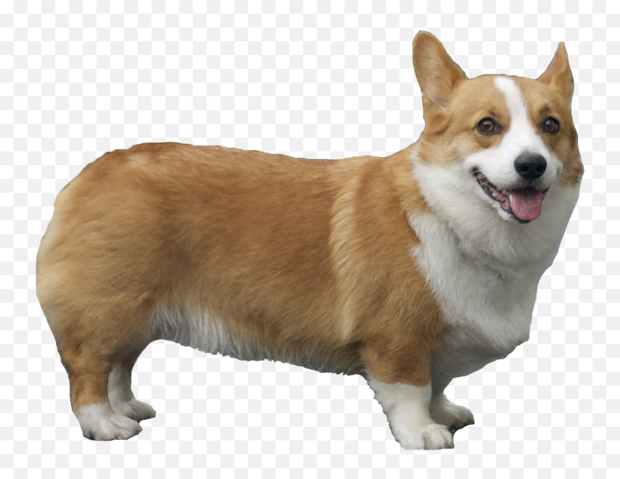 Corgi Png Pic - Pembroke Welsh Corgi Png,Corgi Png