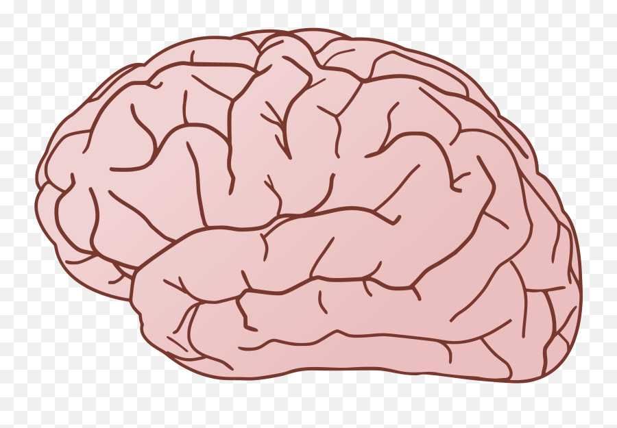 Brain Clip Art Png 7 Image - Transparent Brain Clipart,Cartoon Brain Png