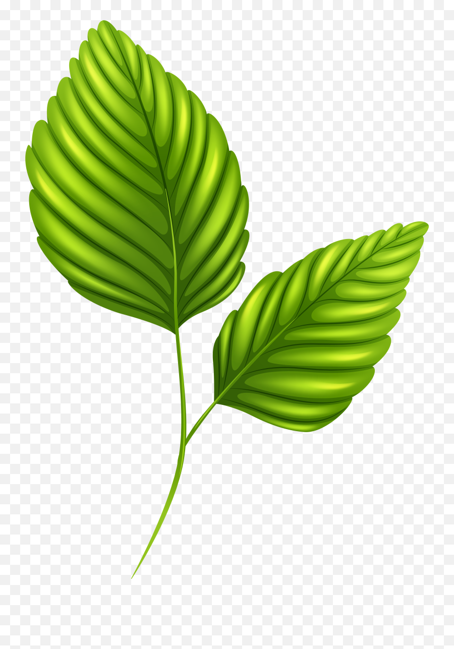 Green Leaf Clipart Transparent Png Mint Leaves