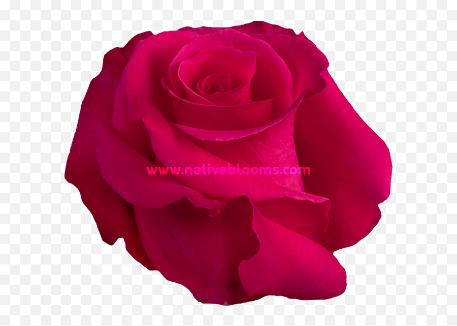 Hot Lady Roses Wholesale Ecuadorian Native Blooms - Floribunda Png,Pink Rose Transparent