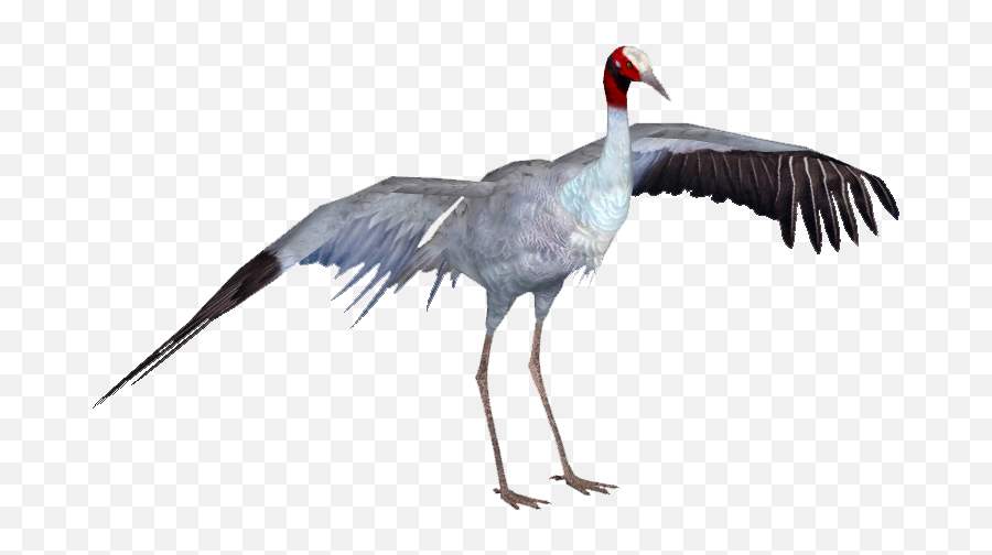 Sarus Crane Bird Png Image With No - Crane Bird Png,Crane Bird Png