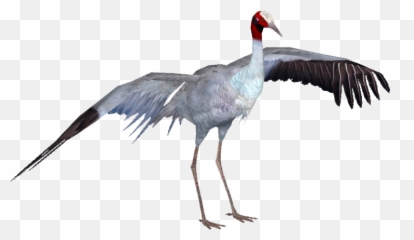 Sarus Crane Bird Png Image With No - Crane Bird Png,Crane Bird Png