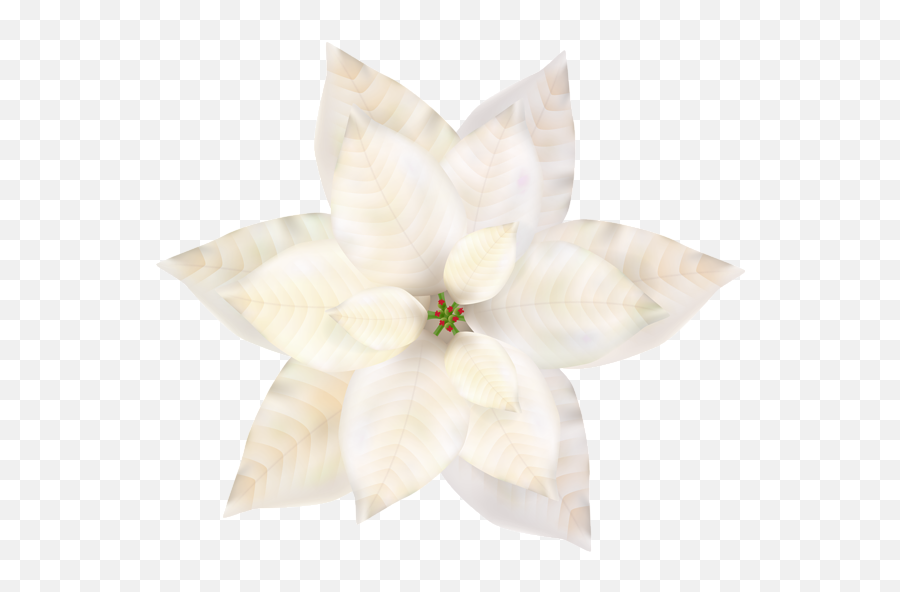 Christmas White Poinsettia Png Clip Art Natal - Artificial Flower,Poinsettia Transparent Background