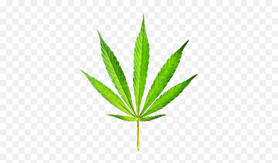 18 Weed Plant Psd Images Marijuana Png Leaf Transparent