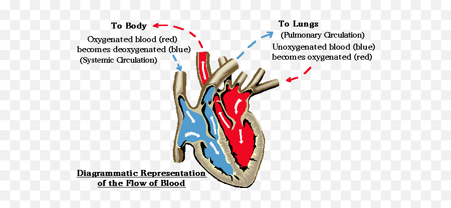 What Are The Two Distinct Circulatory Loops In Our Body - Language Png,Blood Circulation Icon