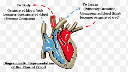 What Are The Two Distinct Circulatory Loops Our Body - Language png