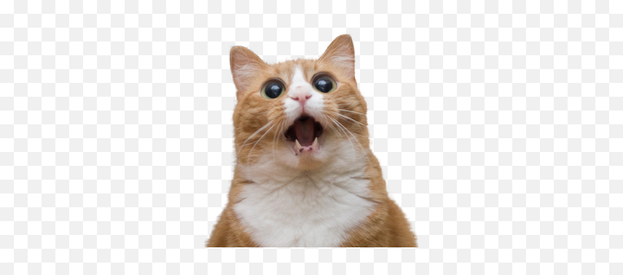 Screaming Cat Png Image - Funny Cat Face,Cat With Transparent Background