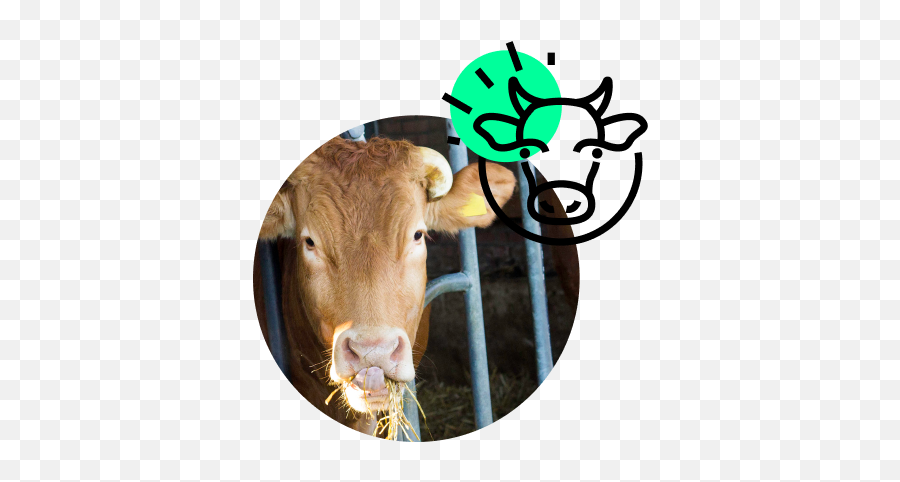 Mosa Meat - Cow Png,Cow Head Icon
