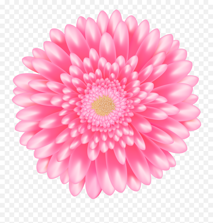 Library Of Daisy Flower Clipart Stock Free Png Files - Transparent Background Pink Flower Clipart,Transparent Daisy