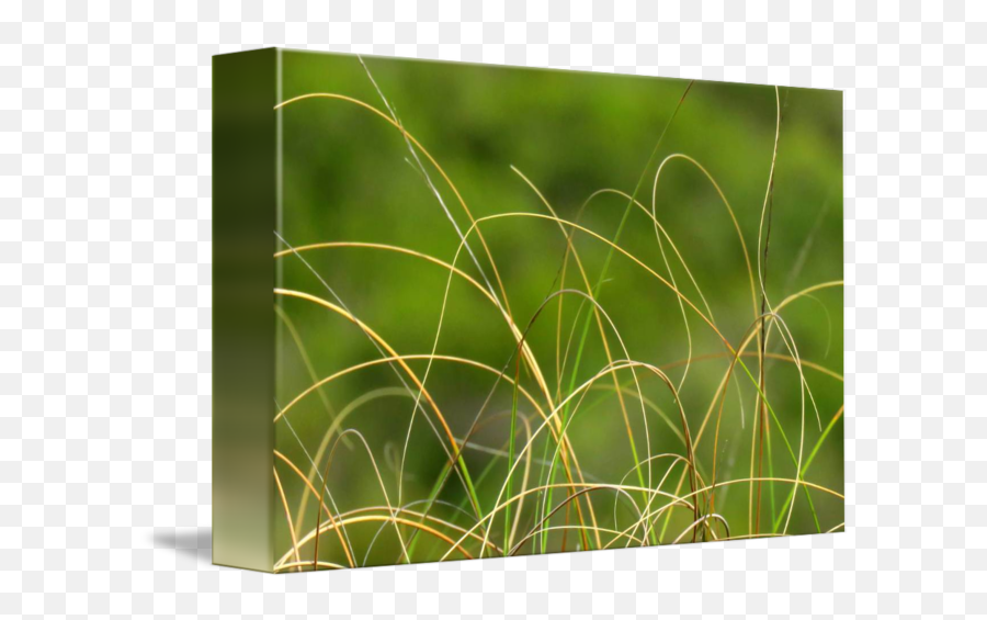 Wild Grass By Cathy Mcshannon - Grass Png,Wild Grass Png