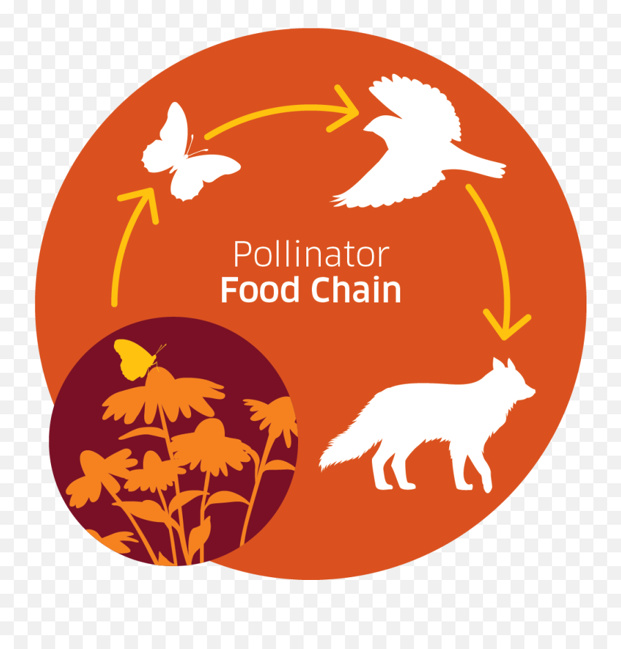 Pollinator Food Chain Infographic The Source Hierarchy - Clip Art Png,Prohibido Png
